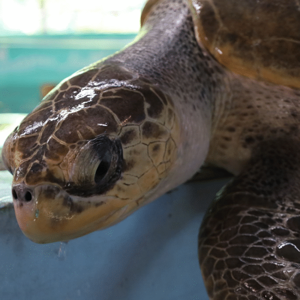 SSU releases Hawksbill Sea Turtle in celebration of World Wildlife Day 2023
